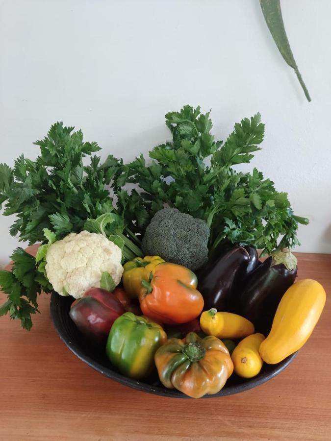Finca Jardin Del Agua سازايما المظهر الخارجي الصورة