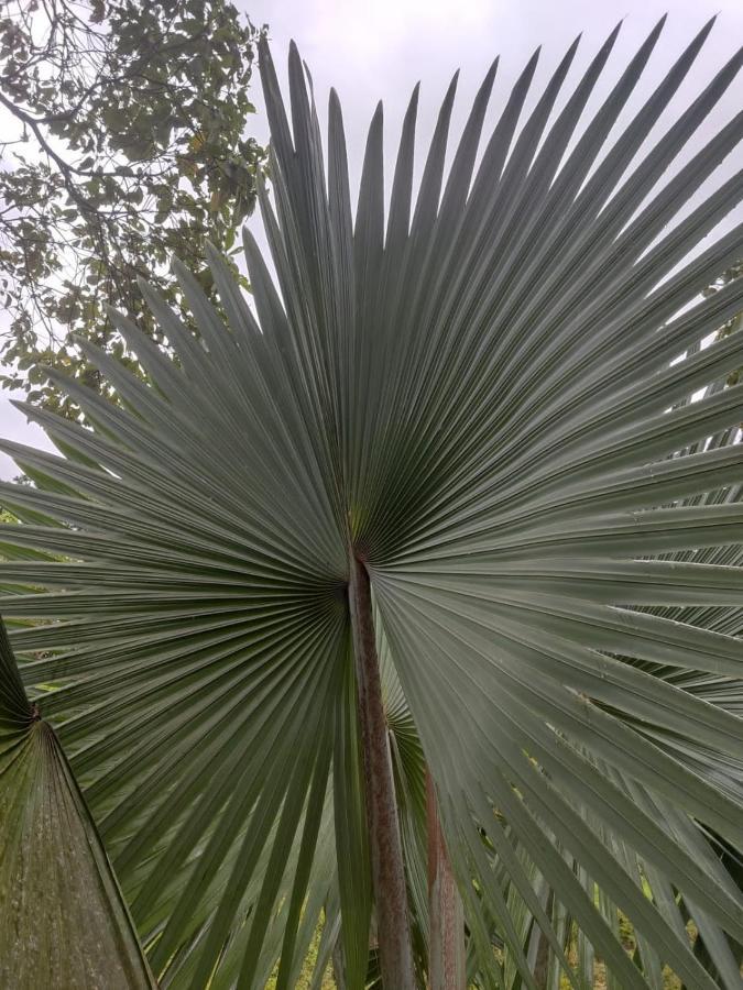 Finca Jardin Del Agua سازايما المظهر الخارجي الصورة