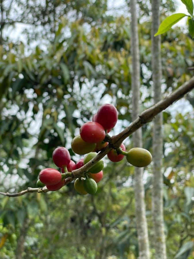 Finca Jardin Del Agua سازايما المظهر الخارجي الصورة