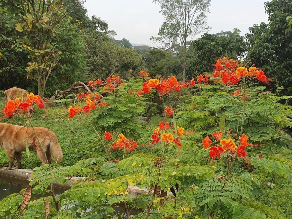 Finca Jardin Del Agua سازايما المظهر الخارجي الصورة